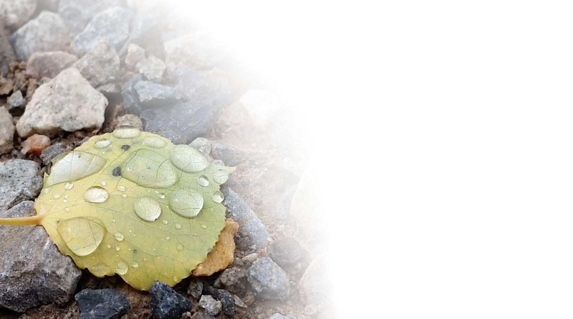 An aspen leaf and river rock after an autumn rain, the season turning to fall.
